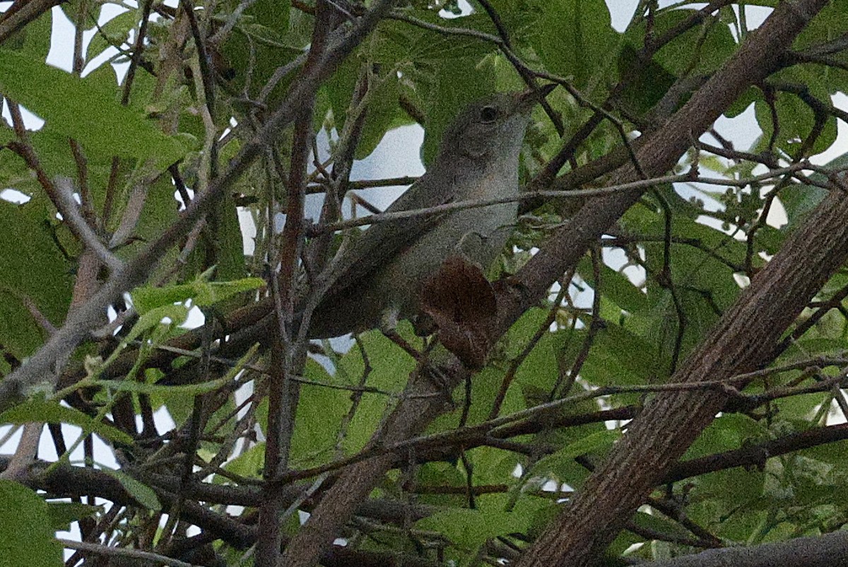 Menetries's Warbler - ML643203603