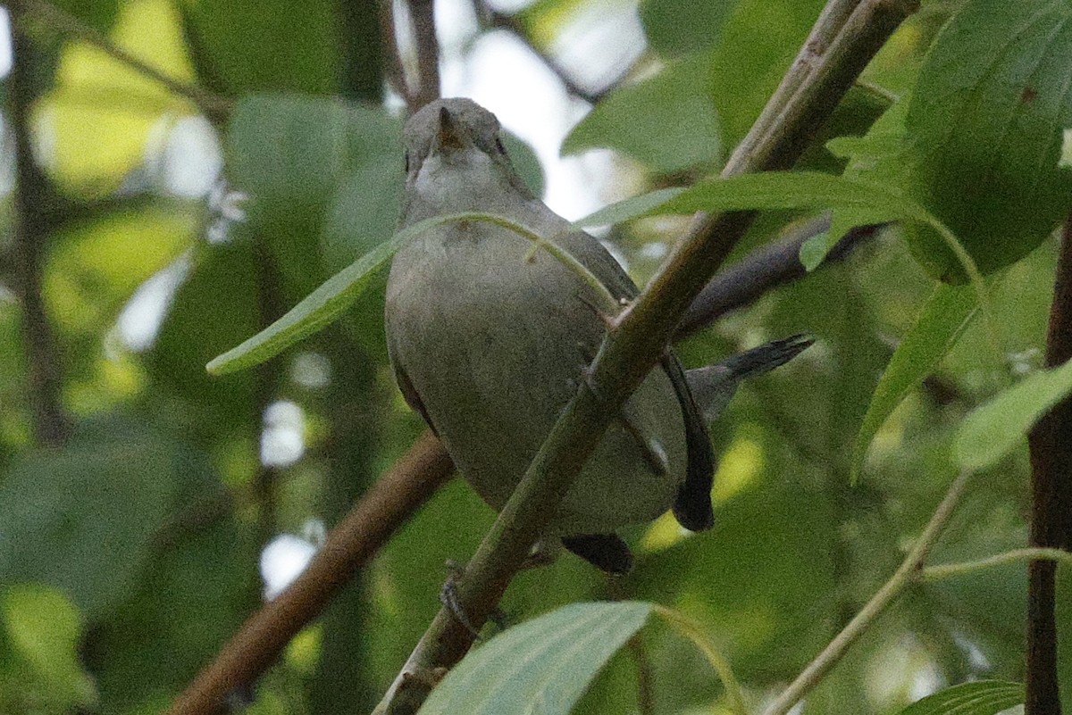 Menetries's Warbler - ML643203635