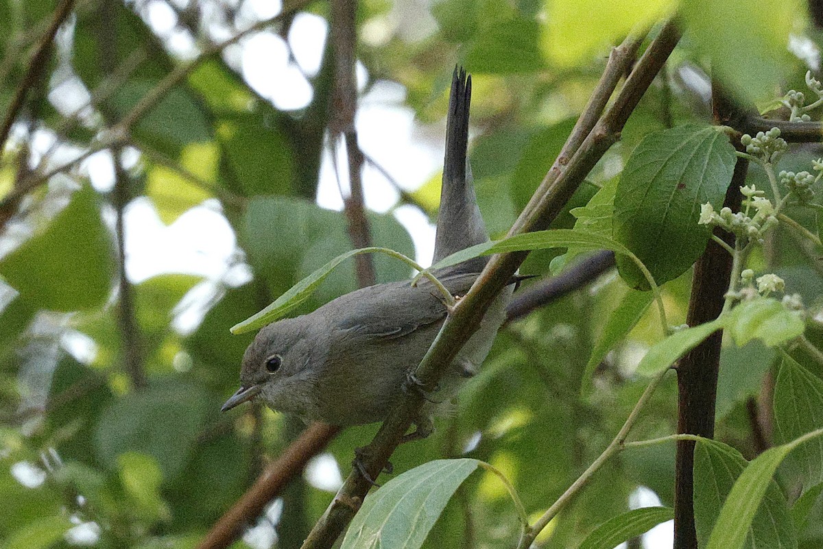 Menetries's Warbler - ML643203650
