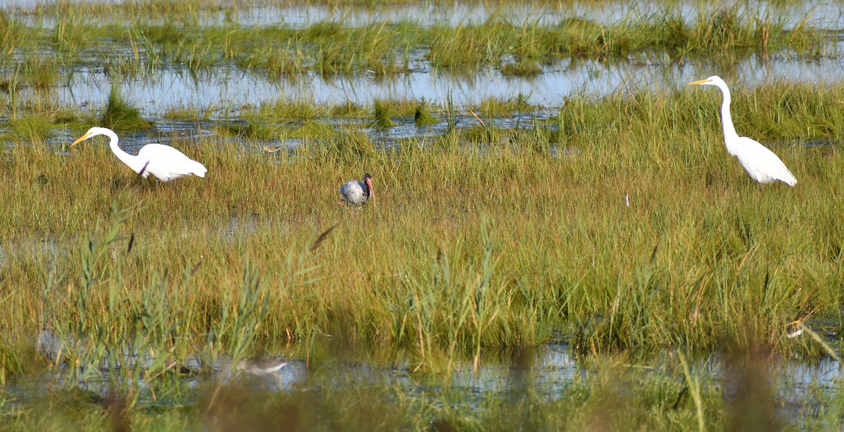 White Ibis - ML643203668