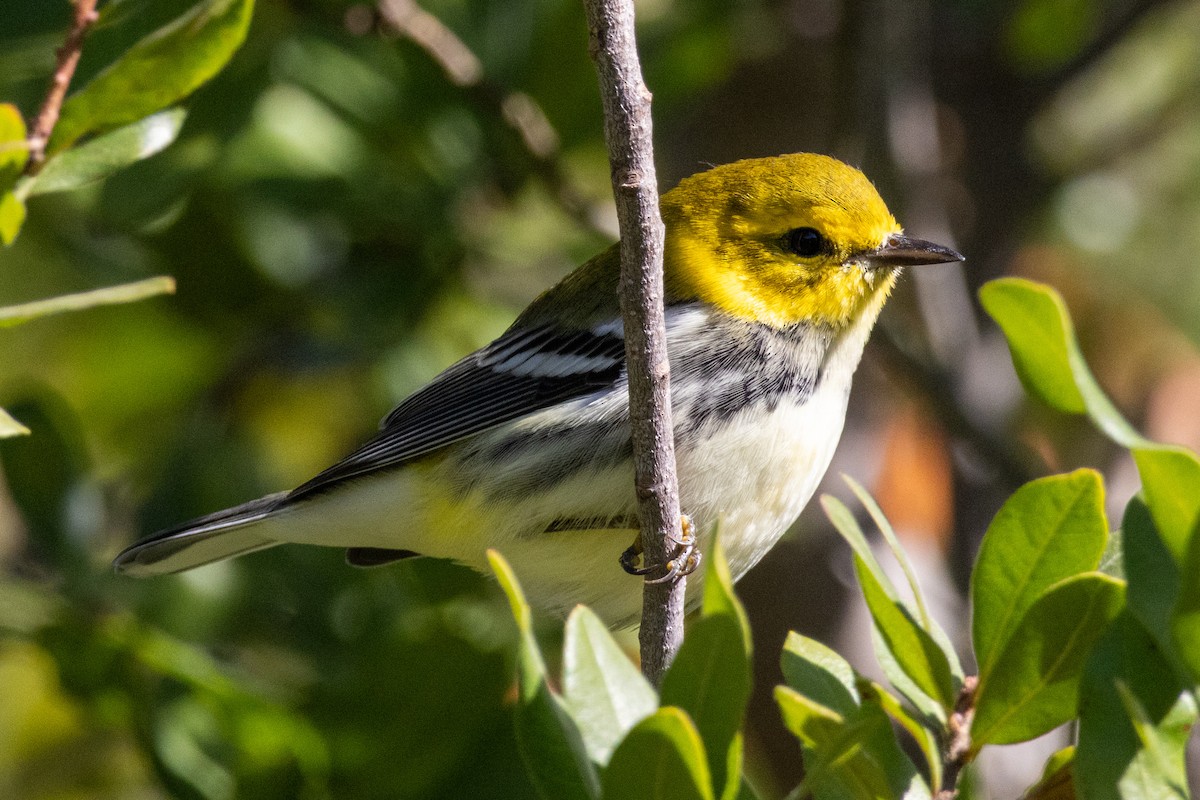 Black-throated Green Warbler - ML643203691