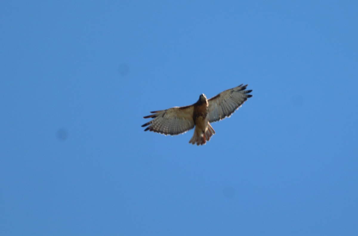 Red-tailed Hawk - ML643203707