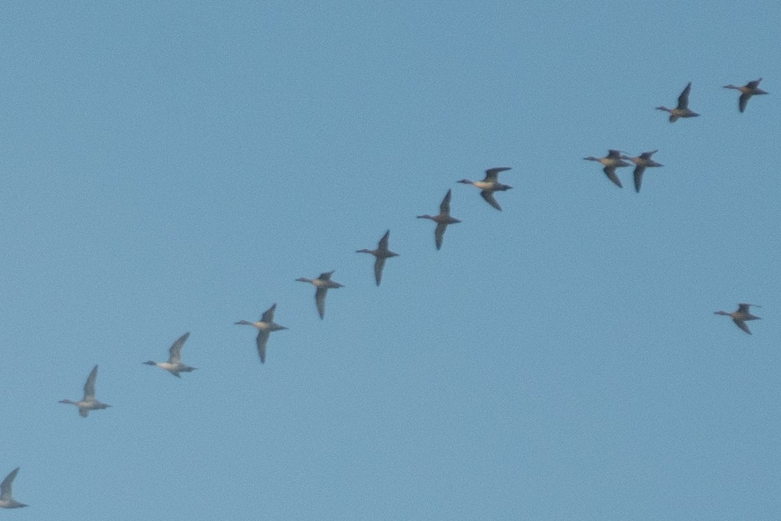 Northern Shoveler - ML643203715