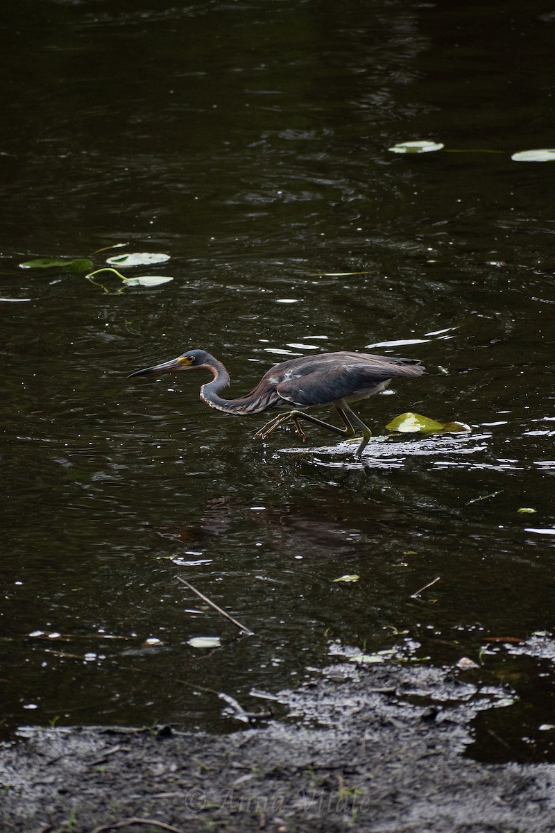 Tricolored Heron - ML643203745