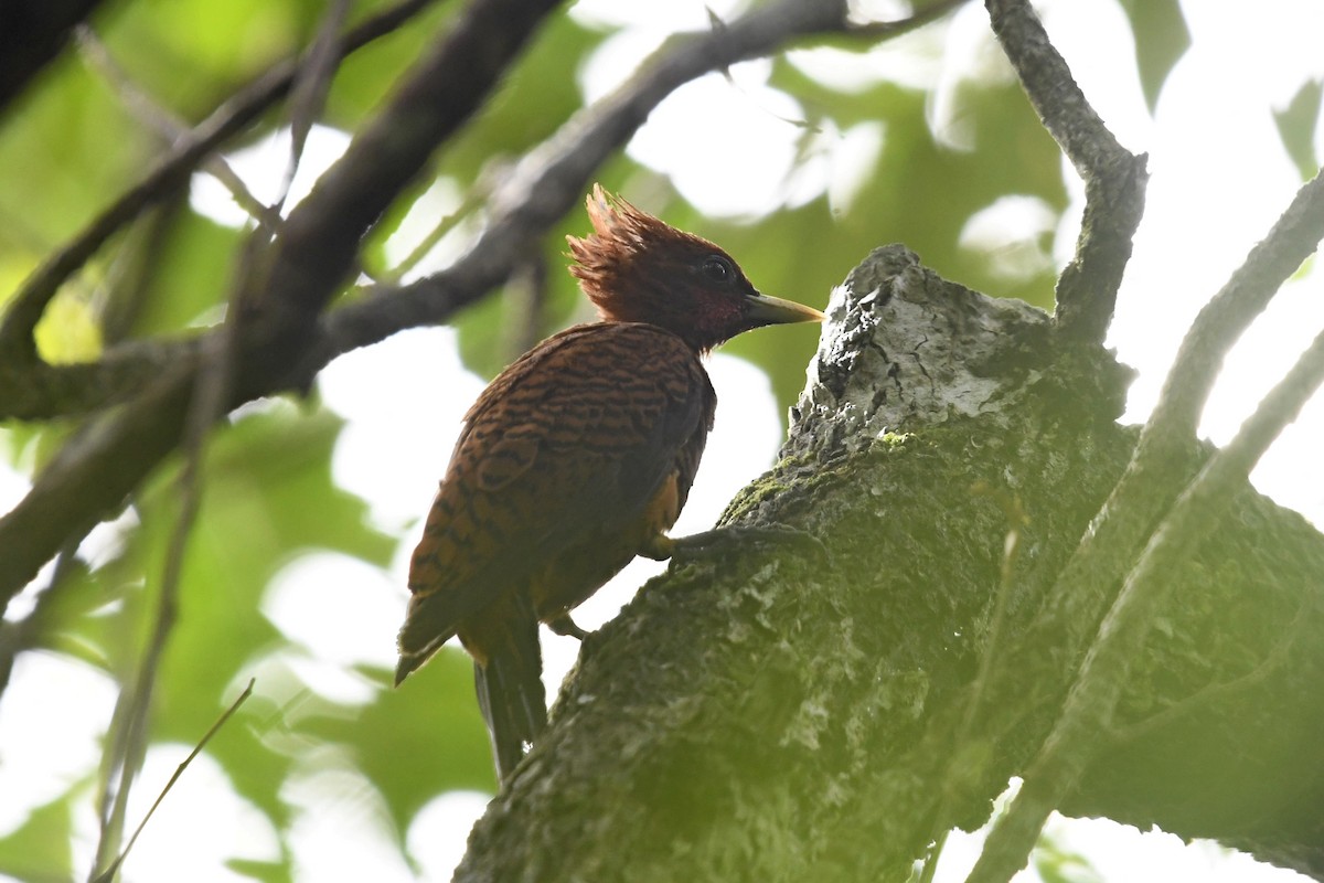 Waved Woodpecker - ML643203769