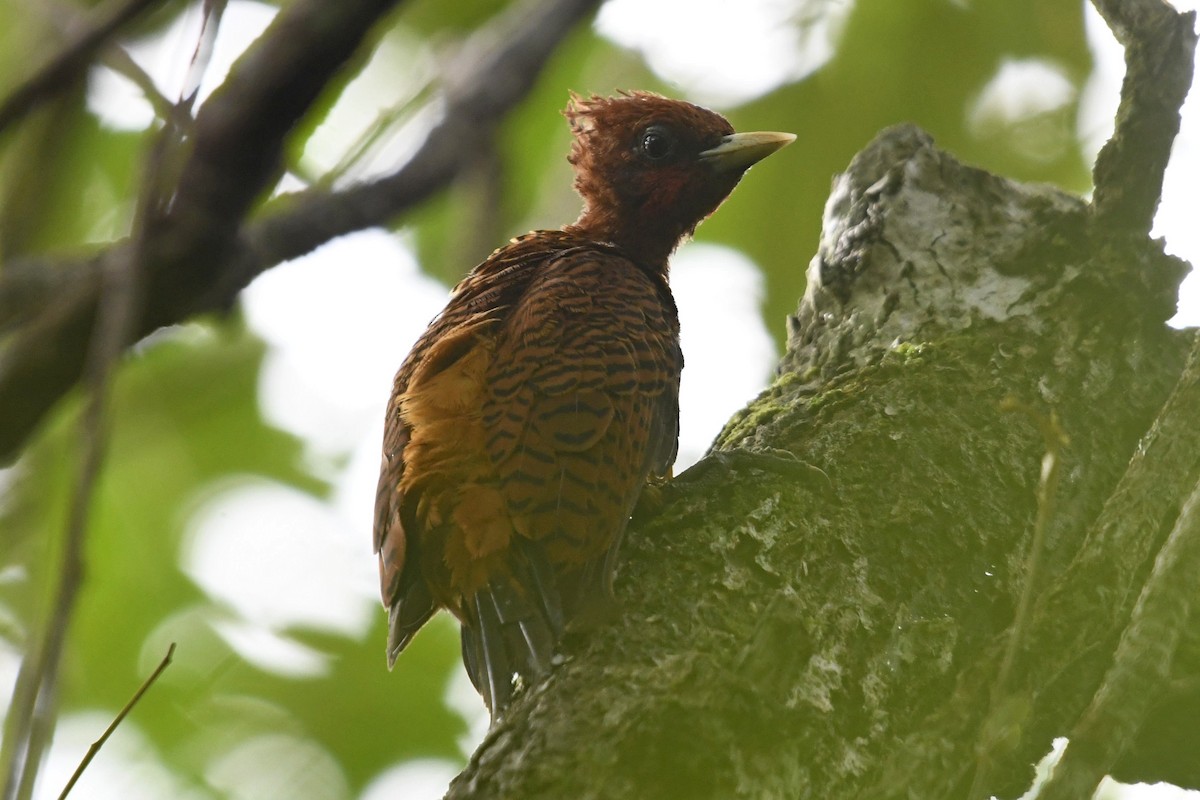 Waved Woodpecker - ML643203770