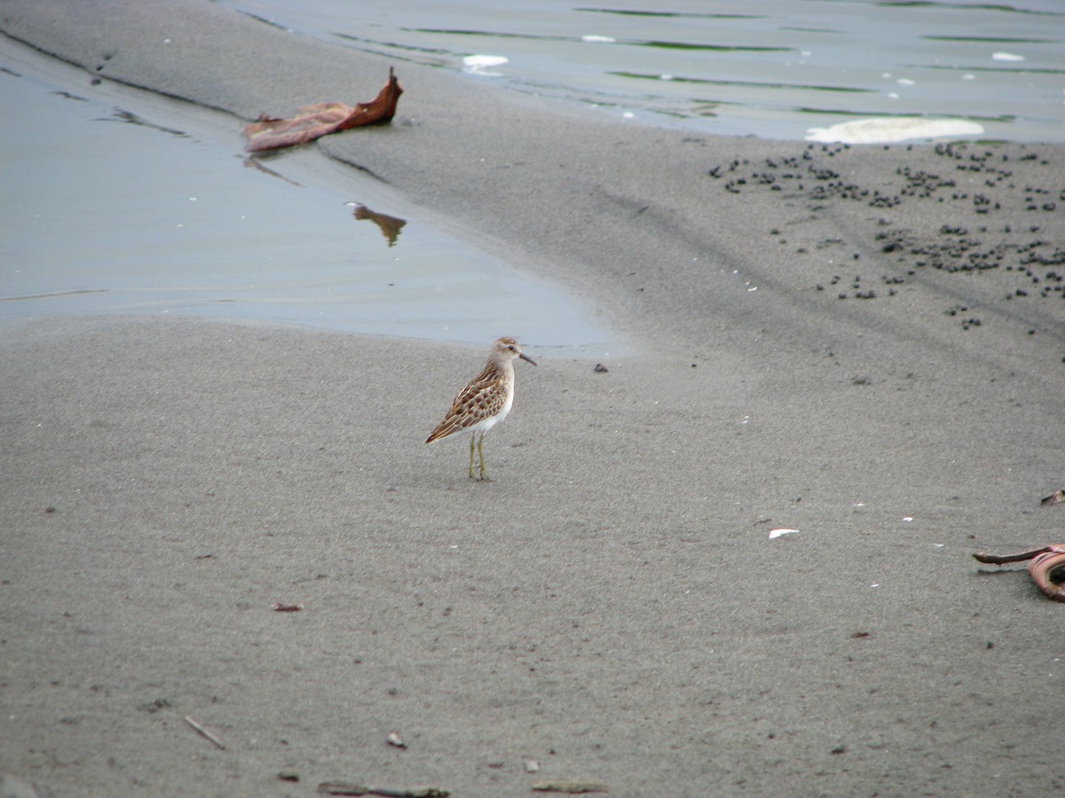 Least Sandpiper - ML643203799