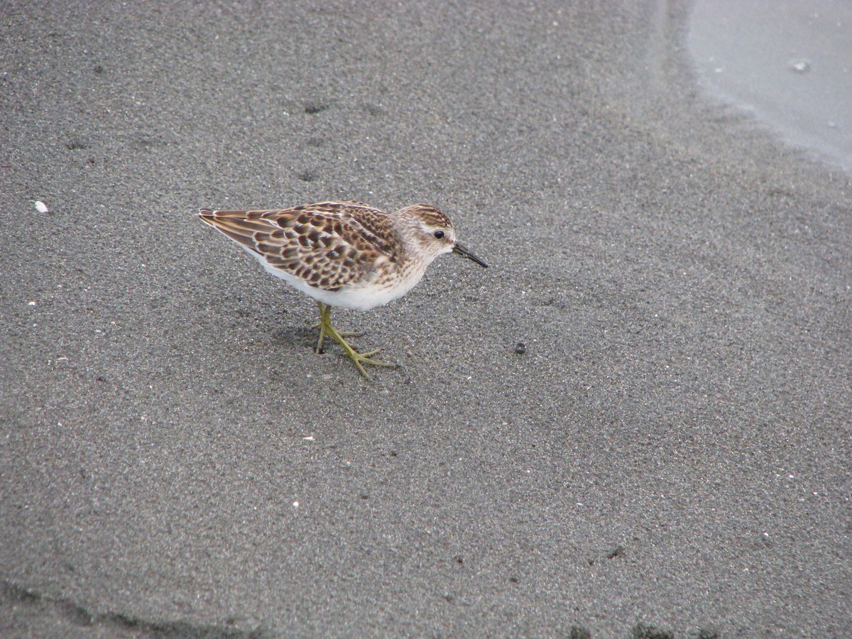 Least Sandpiper - ML643203800