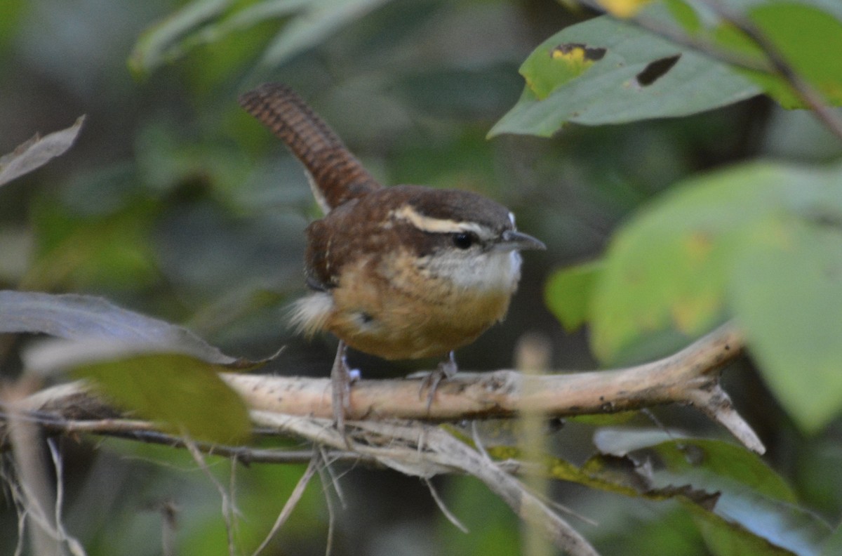 Carolina Wren - ML643203832