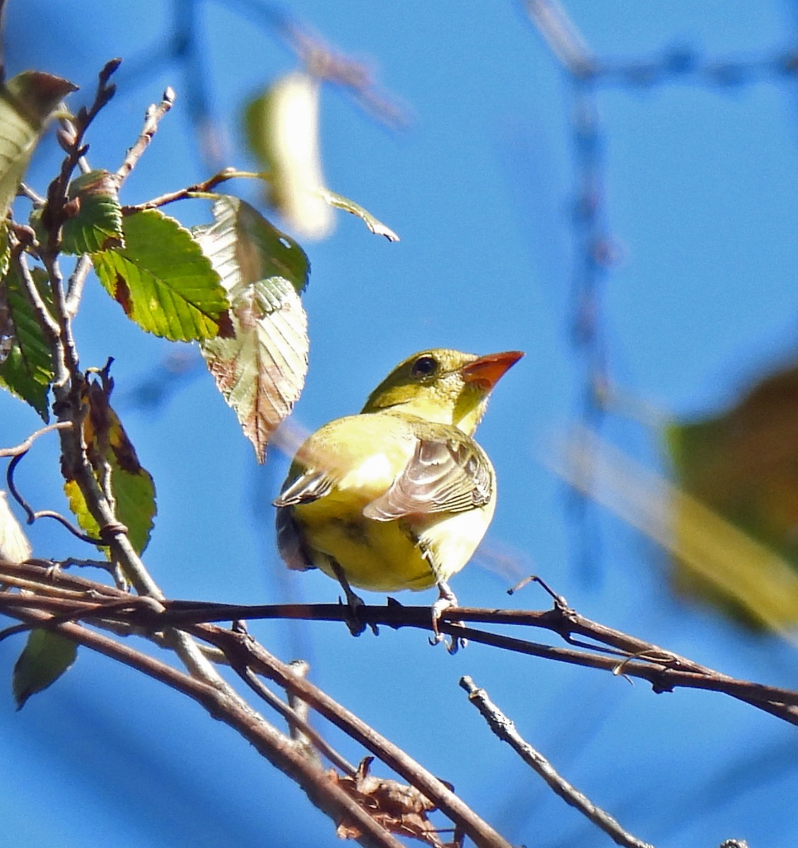 Scarlet Tanager - ML643203855