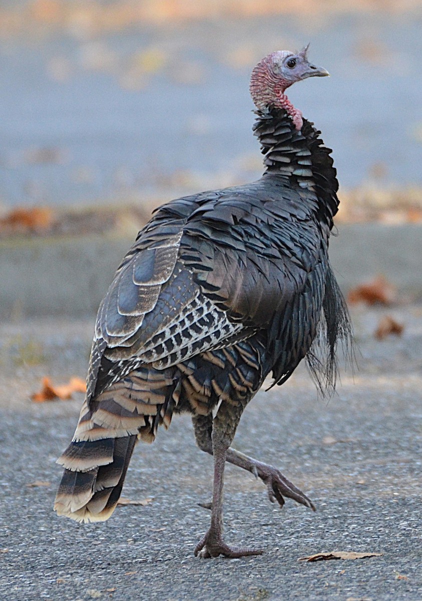 Guajolote Gallipavo - ML643203869