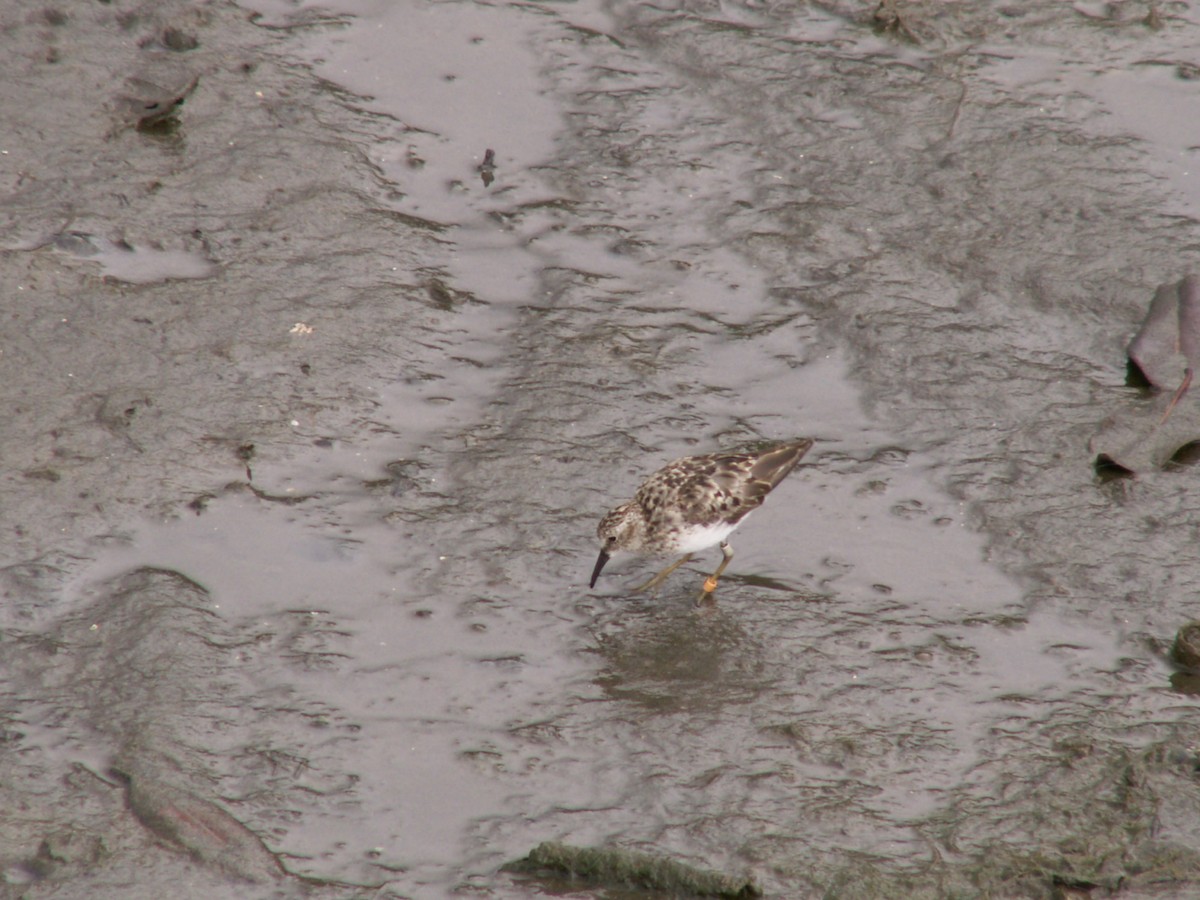Least Sandpiper - ML643203877