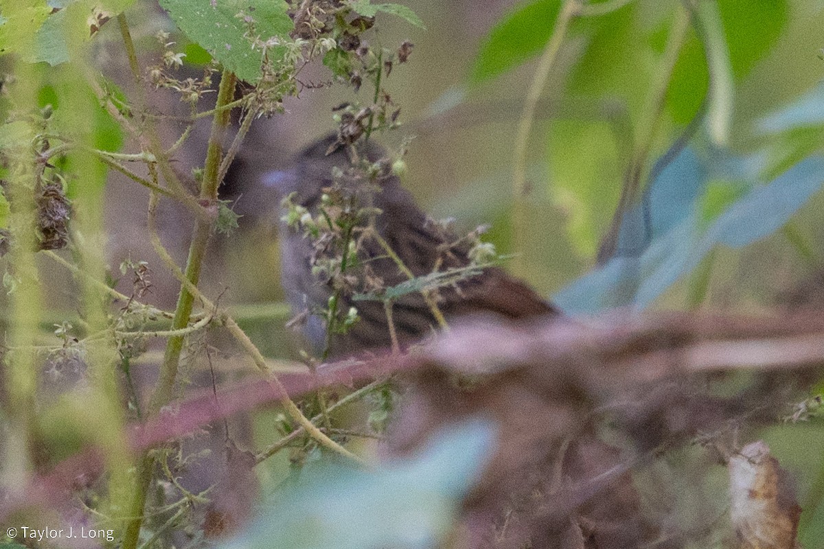 White-throated Sparrow - ML643203888