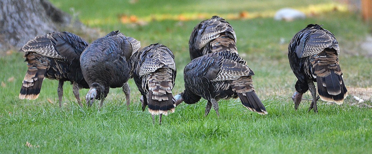 Guajolote Gallipavo - ML643203891