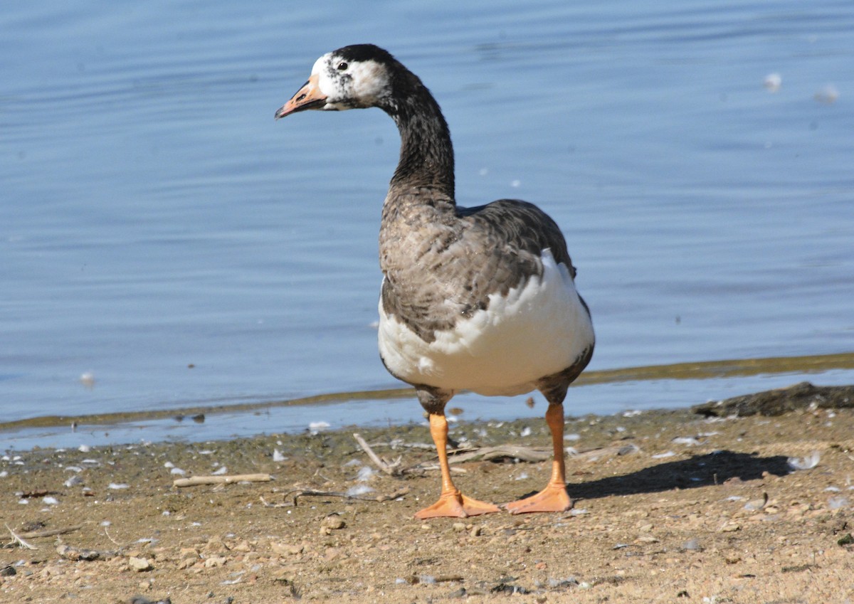 Domestic goose sp. (Domestic type) - ML643203930