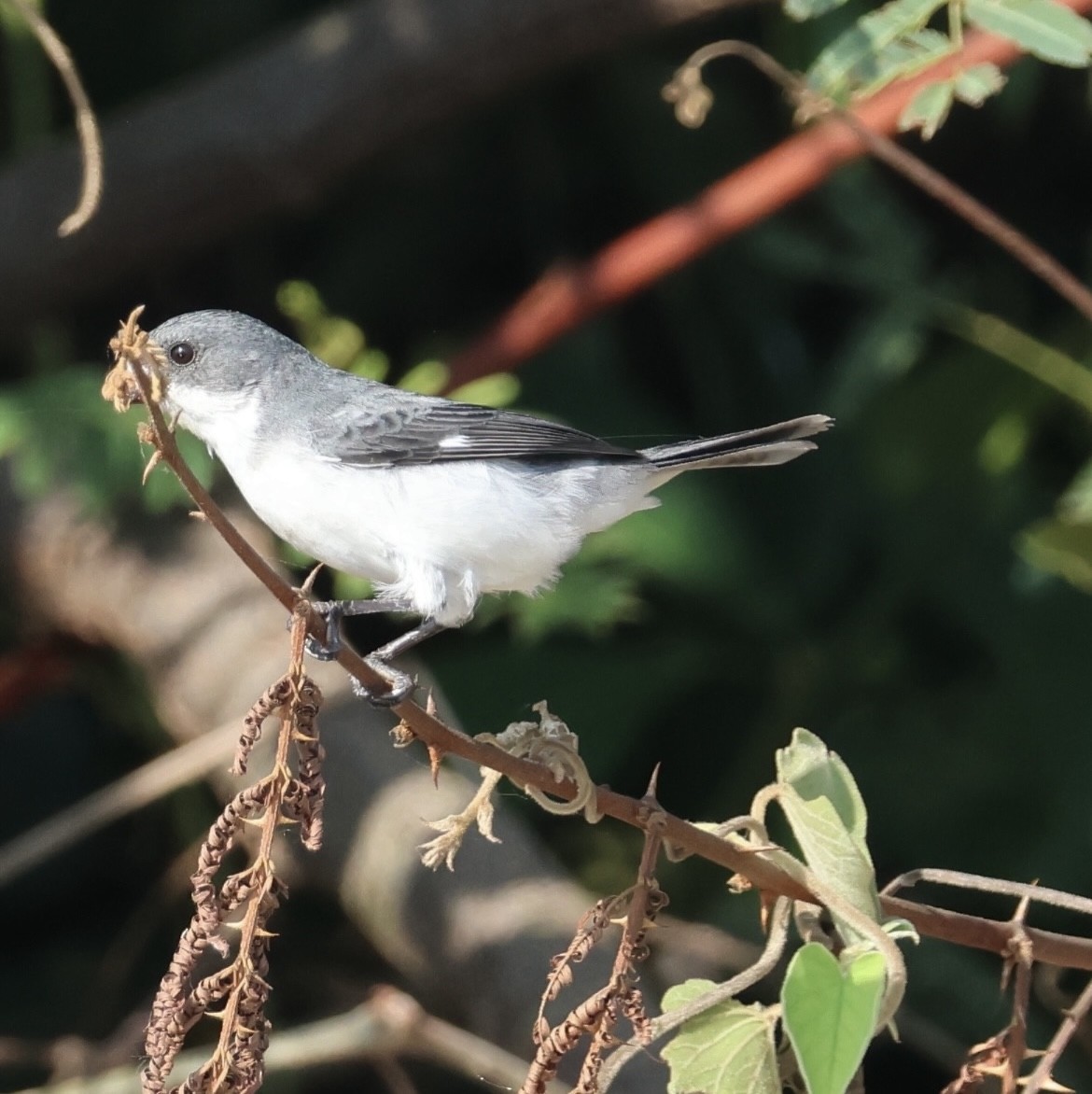 White-bellied Seedeater - ML643203939