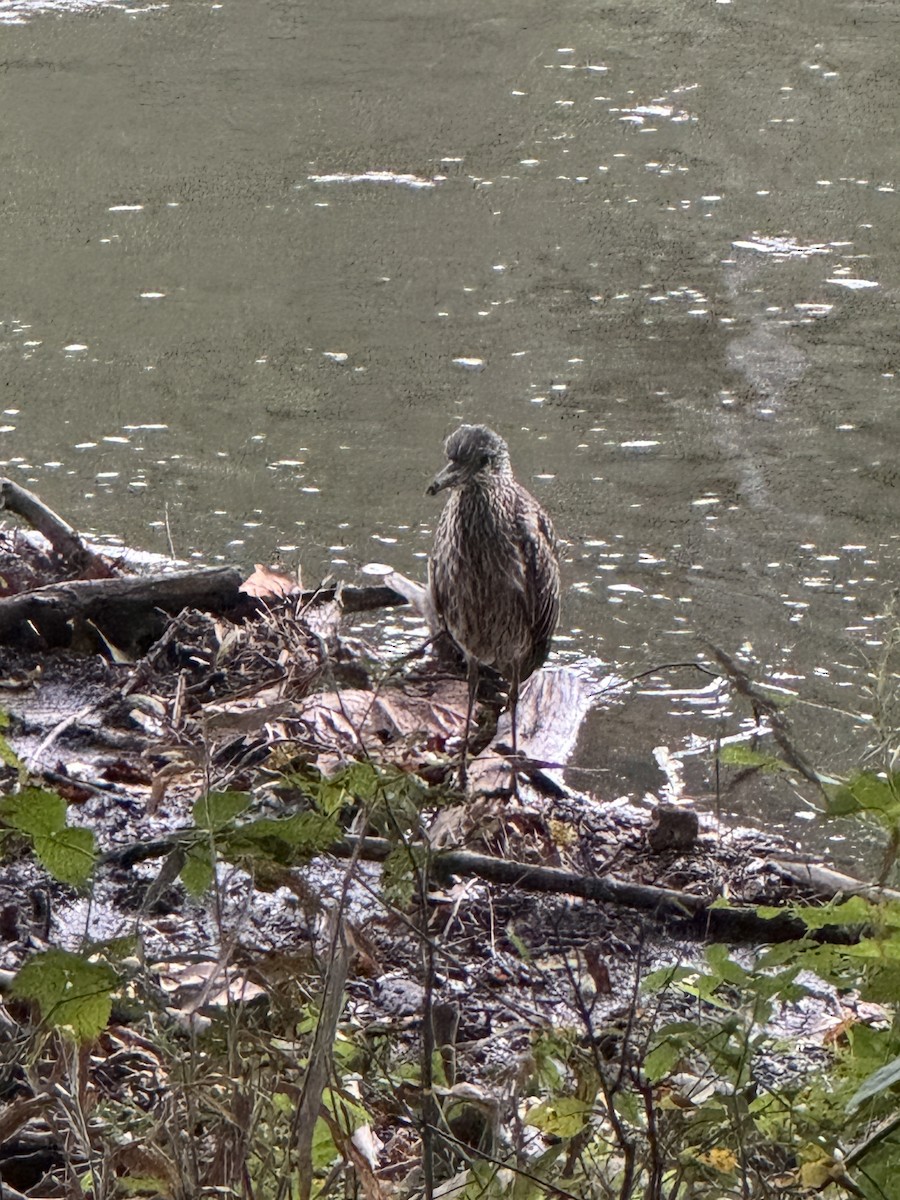 Yellow-crowned Night Heron - ML643203957