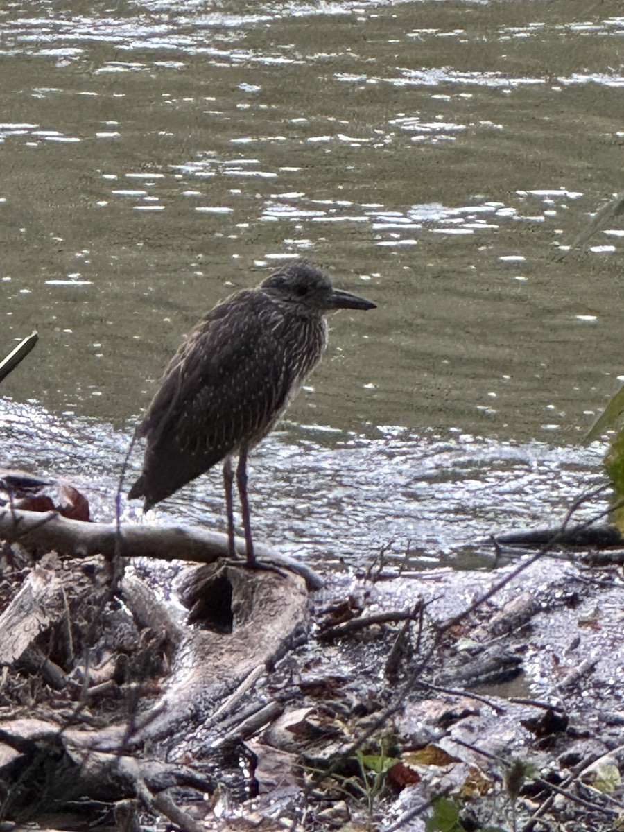 Yellow-crowned Night Heron - ML643203958