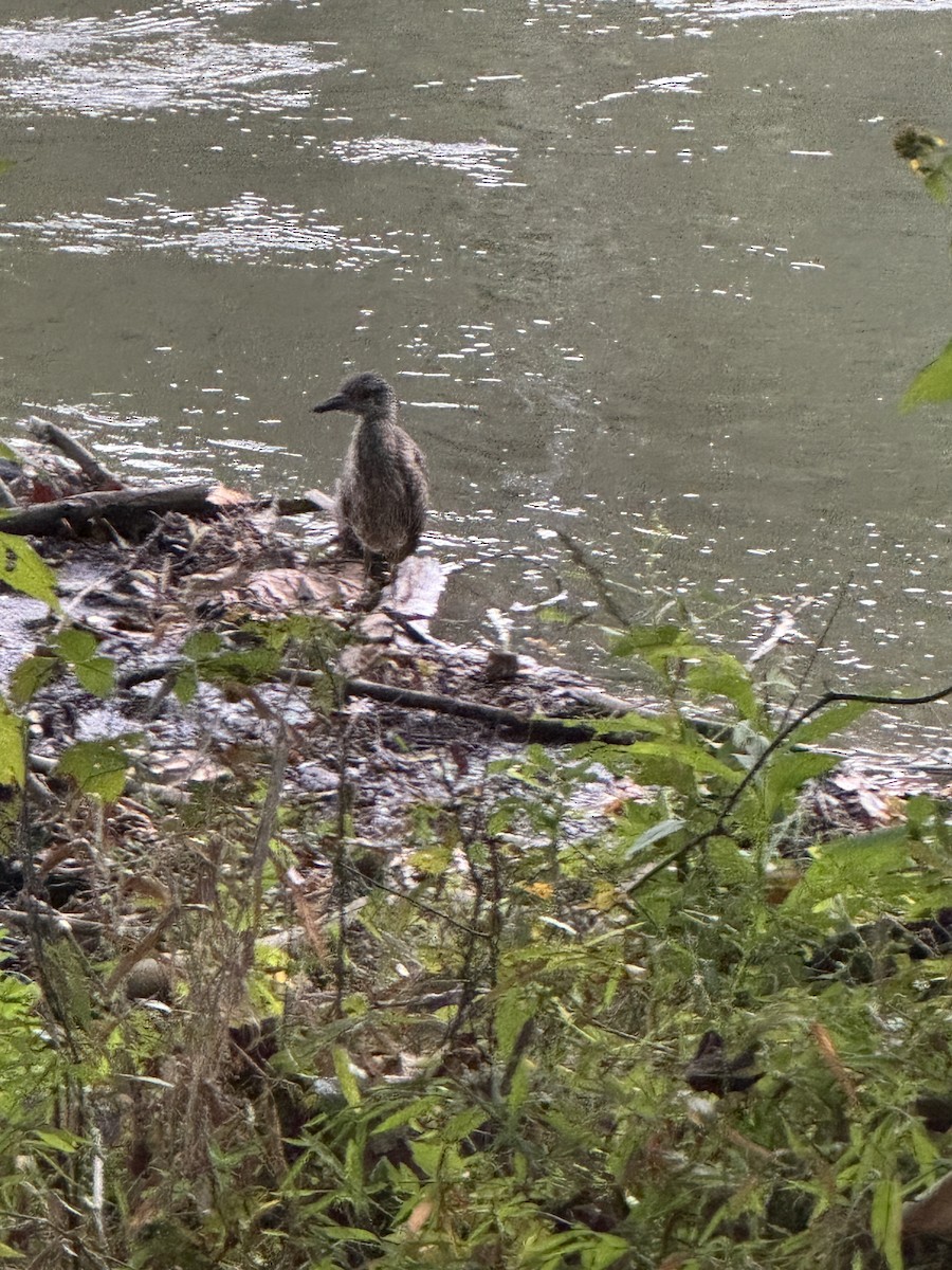 Yellow-crowned Night Heron - ML643203959