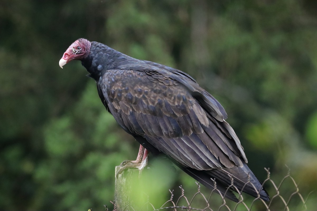 Turkey Vulture - ML643203962