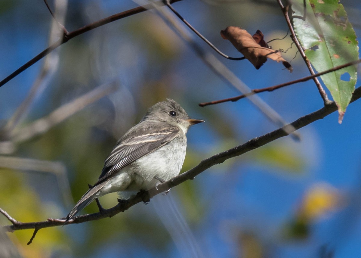 Eastern Wood-Pewee - ML643203981