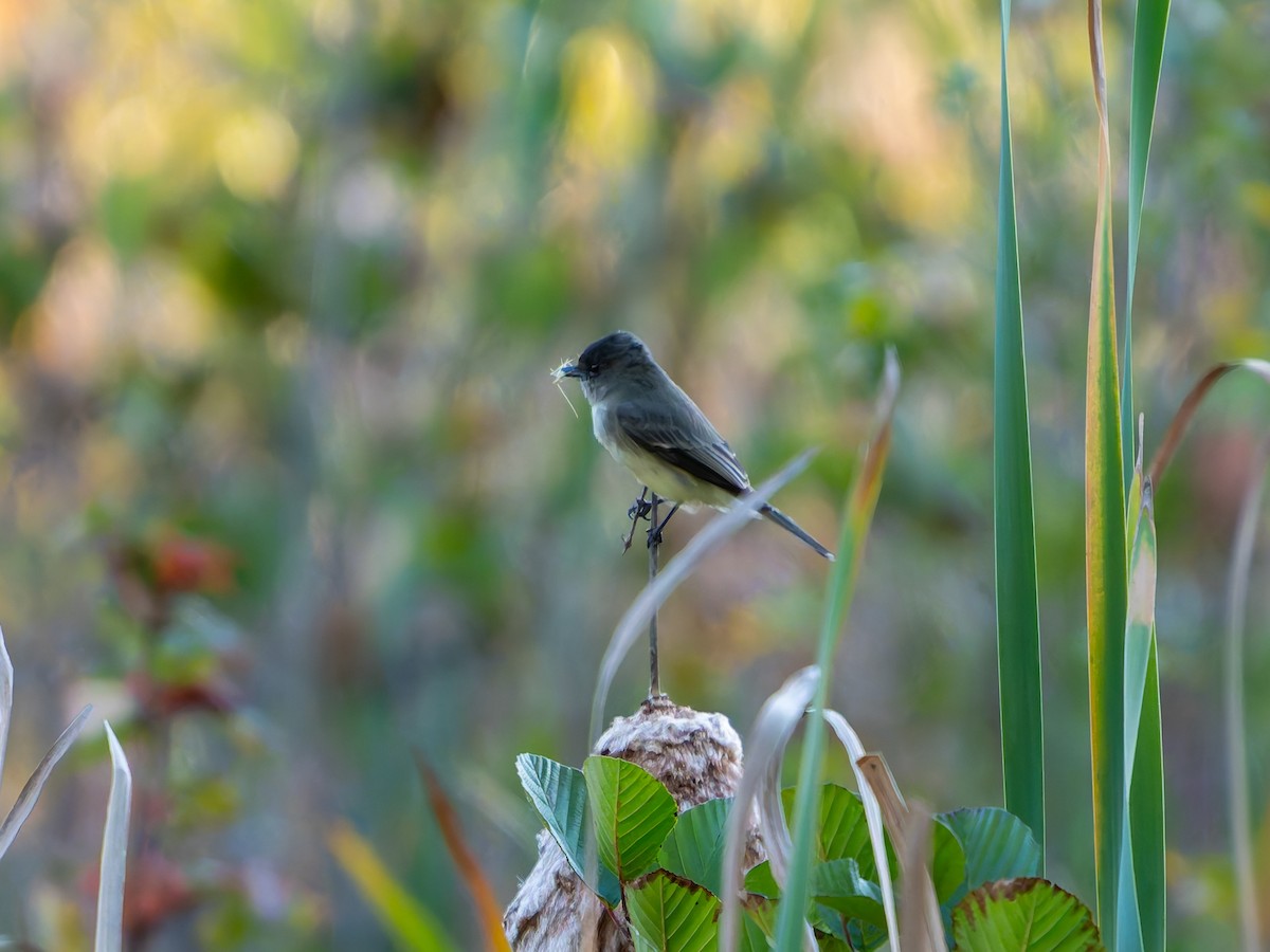 Eastern Phoebe - ML643203984