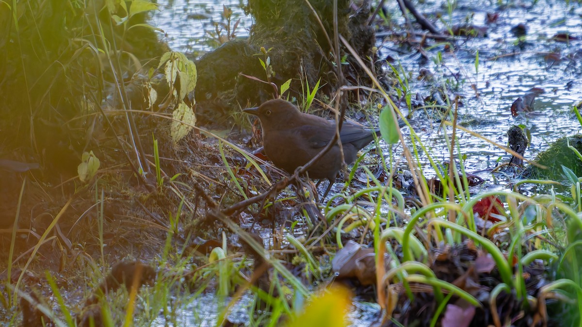 Rusty Blackbird - ML643203989