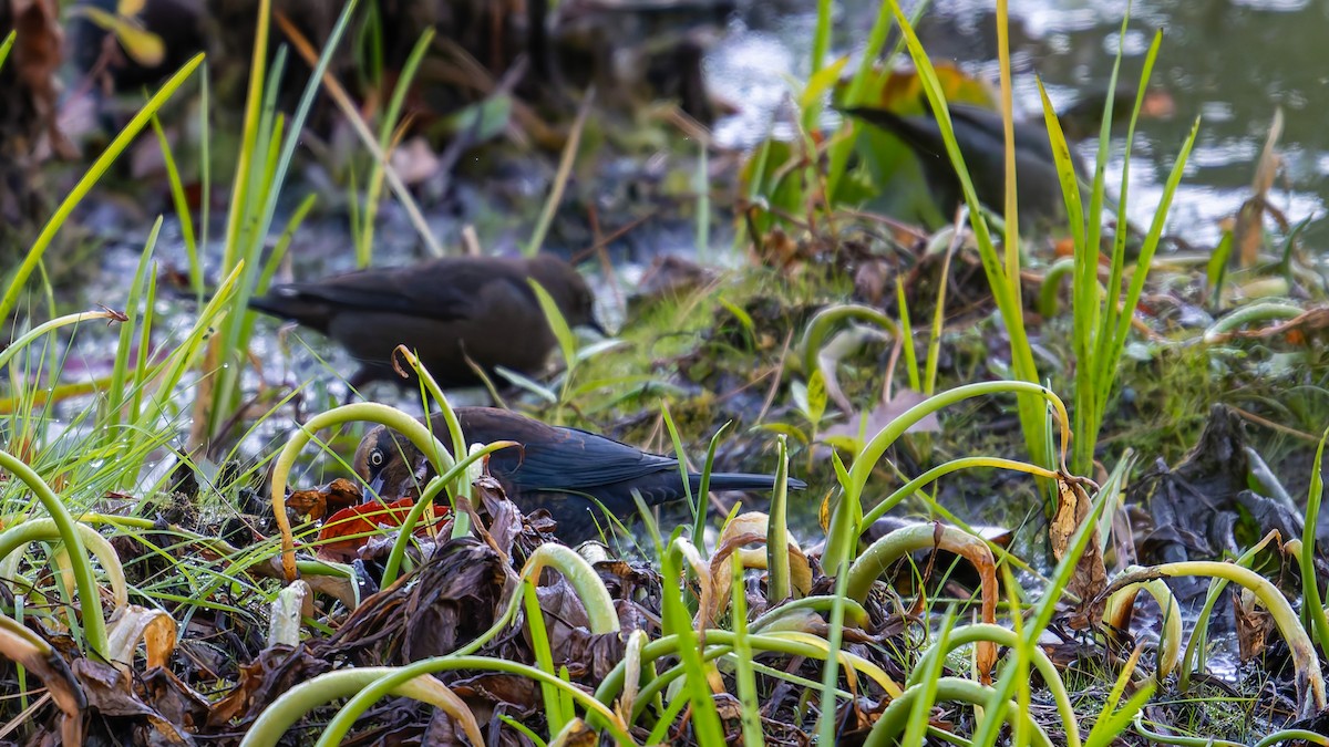 Rusty Blackbird - ML643203990