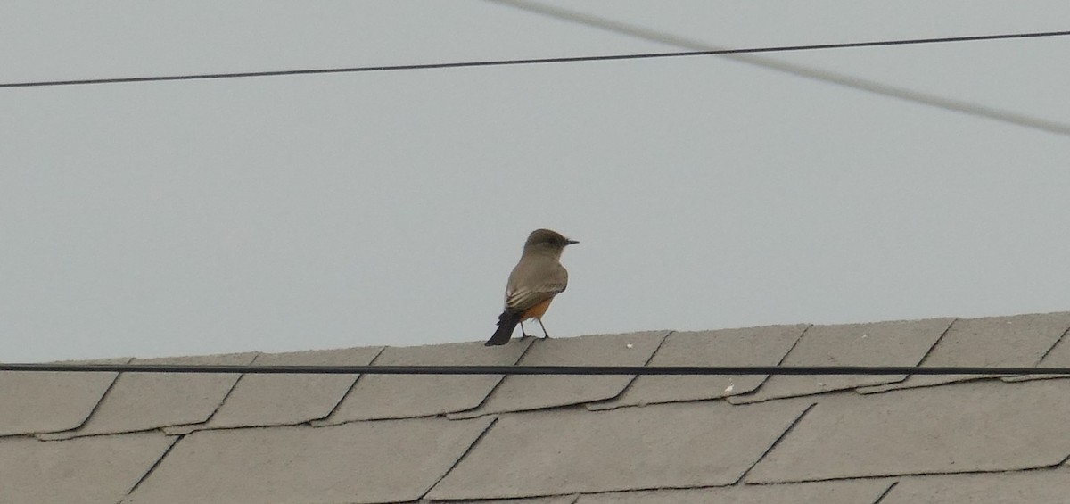 Say's Phoebe - ML643203993