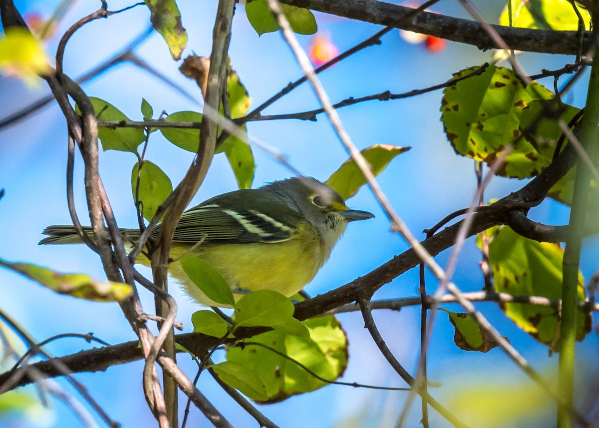 White-eyed Vireo - ML643204000