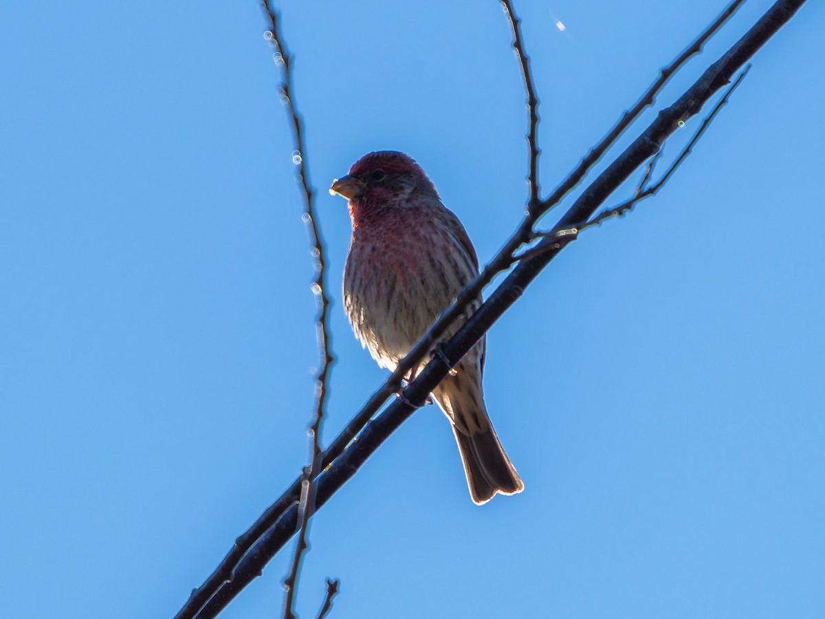 House Finch - ML643204001