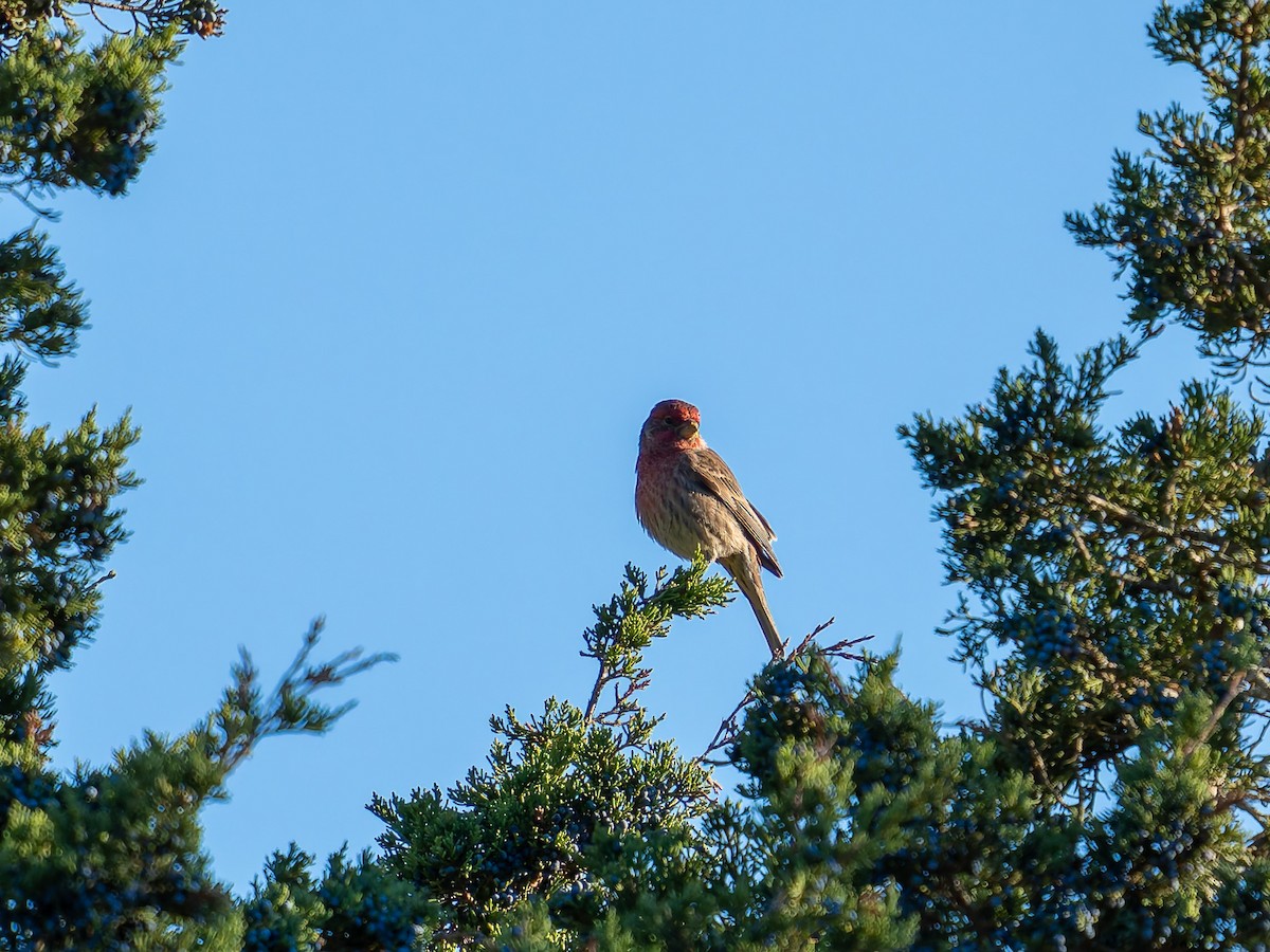 House Finch - ML643204002