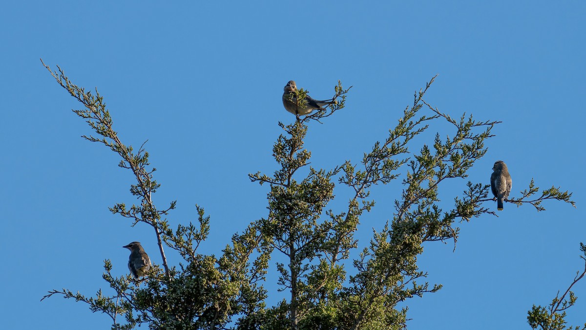 Cedar Waxwing - ML643204014