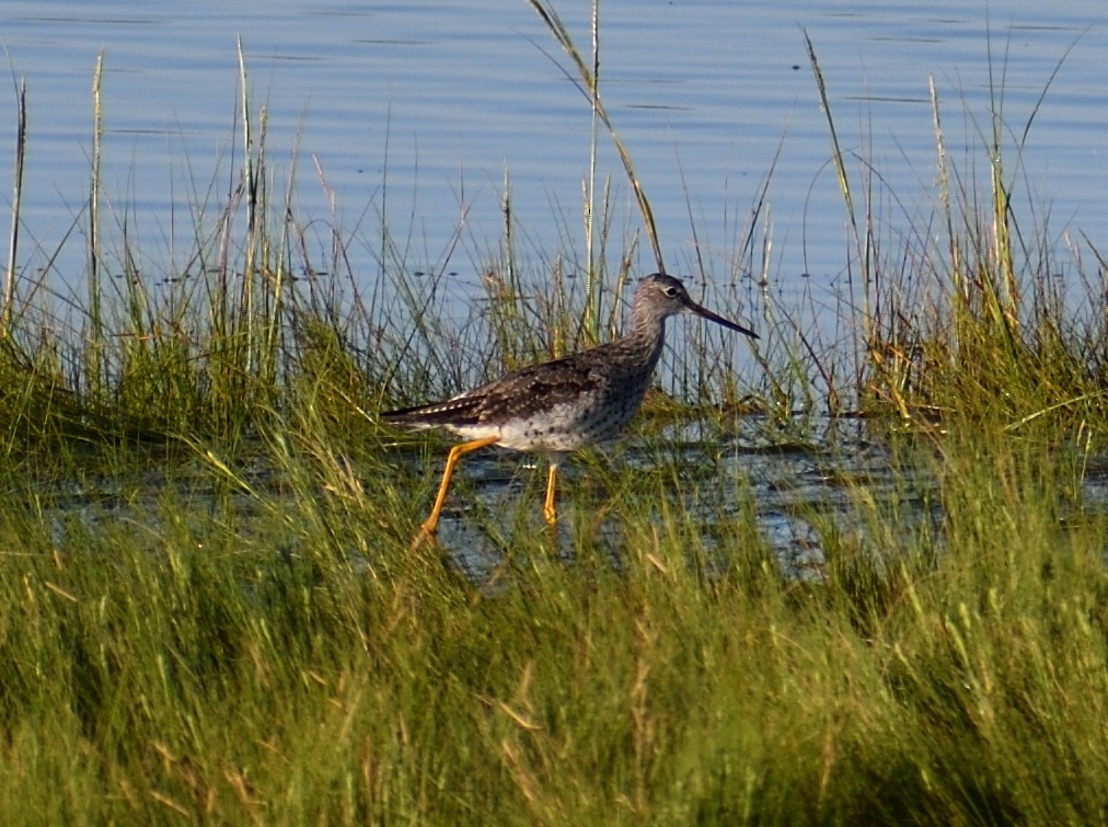 Lesser/Greater Yellowlegs - ML643204015