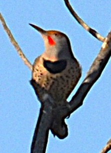 Carpintero Escapulario (Rojizo) - ML643204017