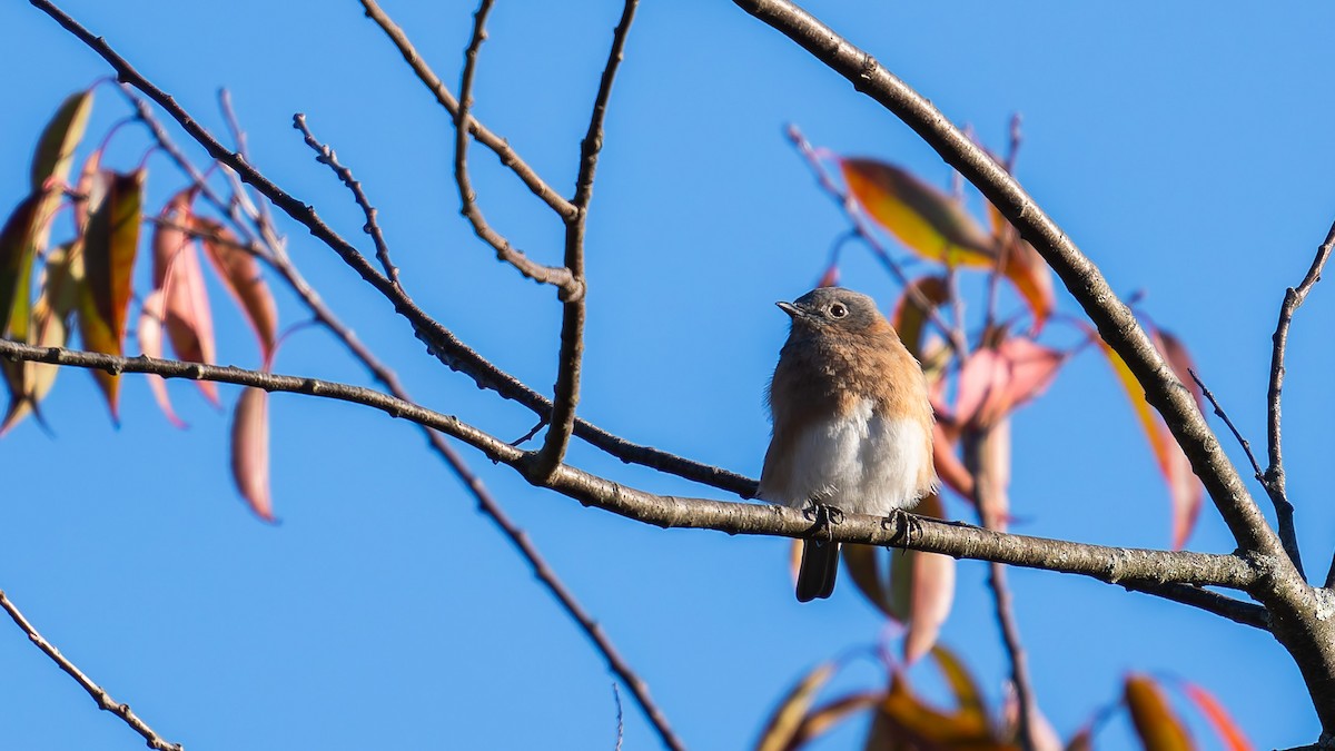 Eastern Bluebird - ML643204018