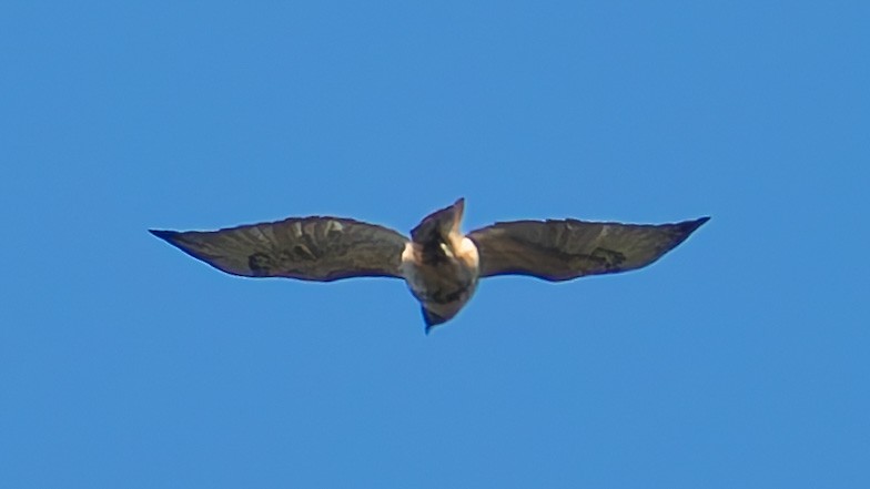 Red-tailed Hawk - ML643204024