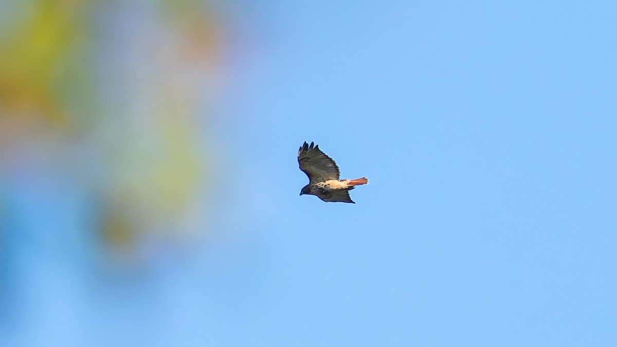 Red-tailed Hawk - ML643204025