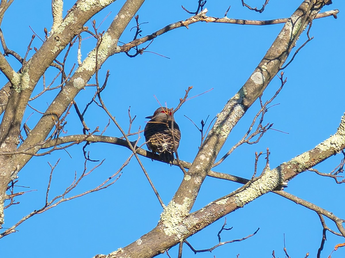 Northern Flicker - ML643204028