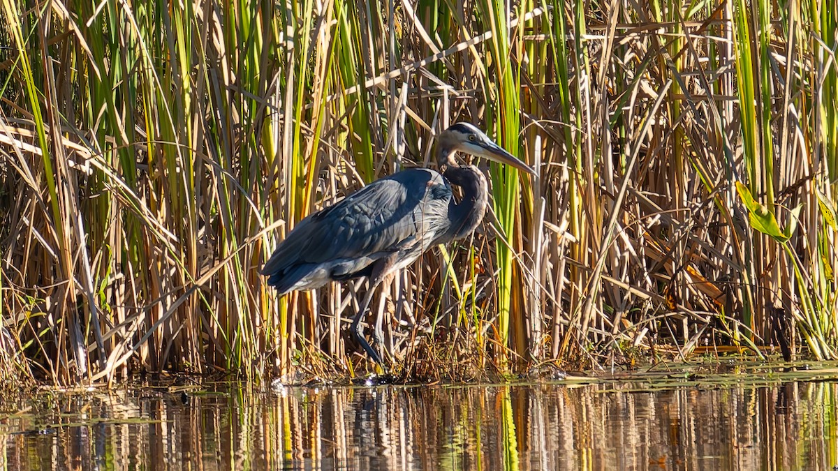 Great Blue Heron - ML643204036