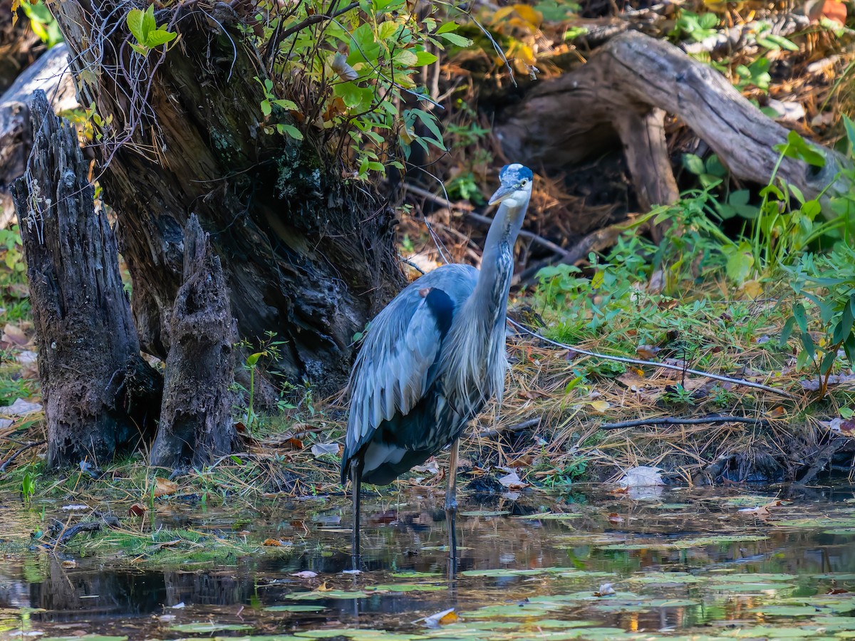 Great Blue Heron - ML643204037