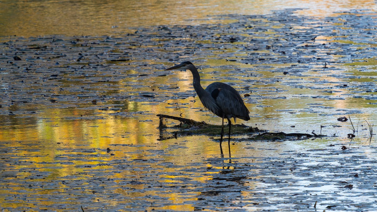 Great Blue Heron - ML643204038