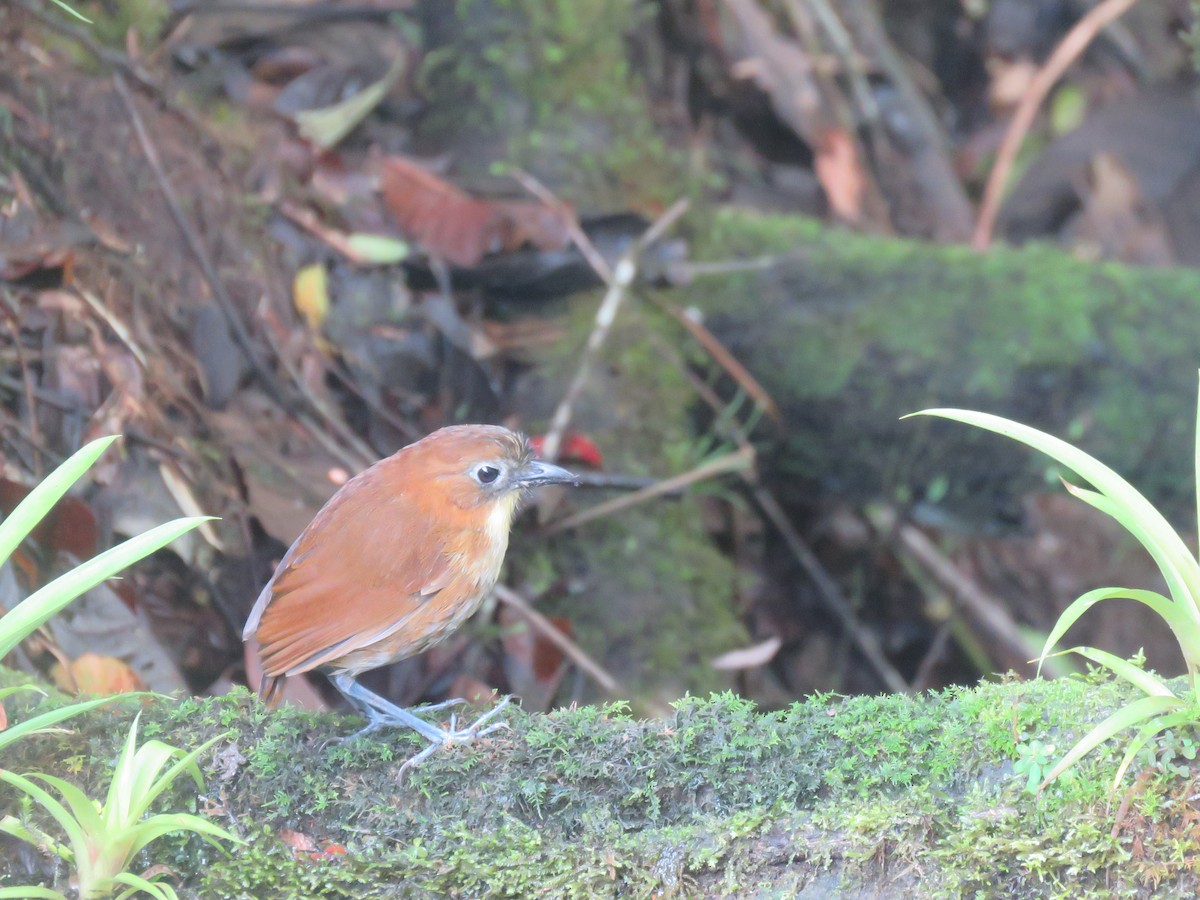 Yellow-breasted Antpitta - ML643204042