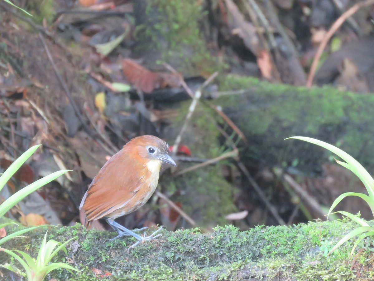 Yellow-breasted Antpitta - ML643204043