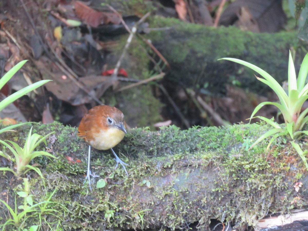 Yellow-breasted Antpitta - ML643204044
