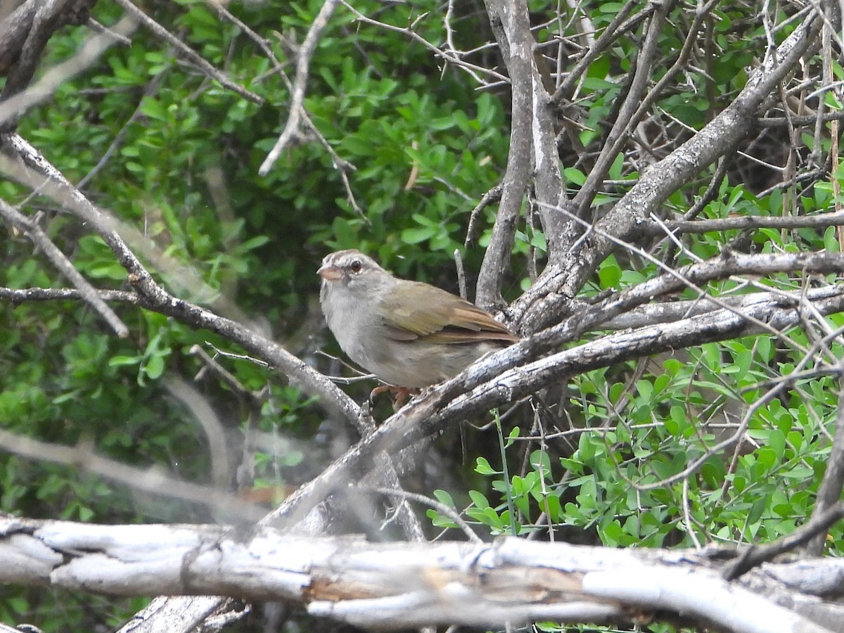 Olive Sparrow - ML643204045