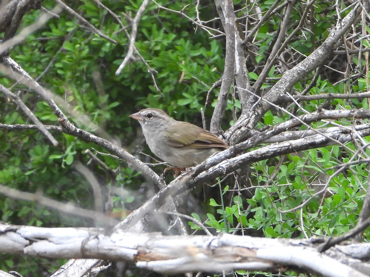 Olive Sparrow - ML643204046