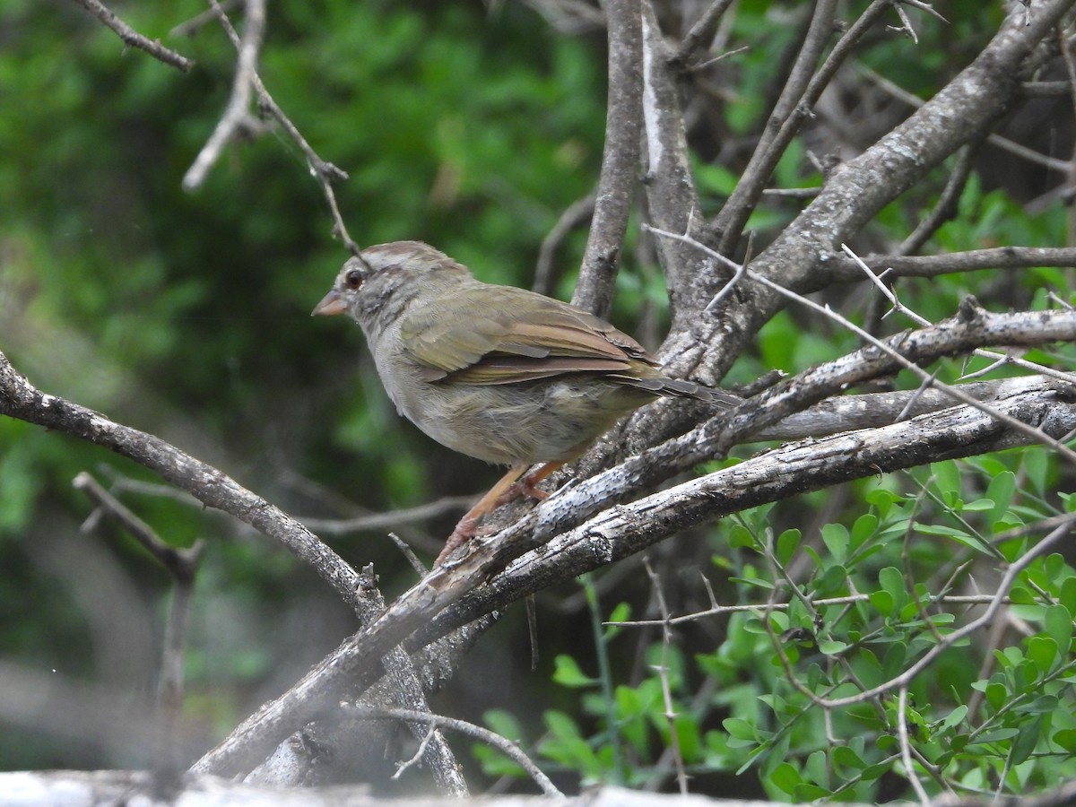 Olive Sparrow - ML643204047