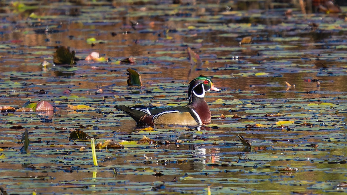 Wood Duck - ML643204050