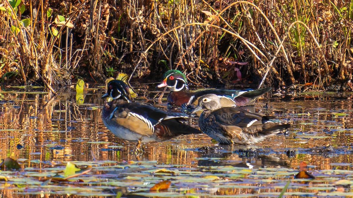 Wood Duck - ML643204051